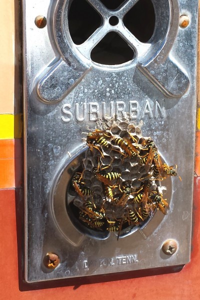 Wasps-20150622.jpg, 87kB